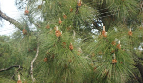 मनरेगा के माध्यम से चीड़ की पत्तियों को किया जाएगा एकत्रित