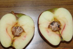 कोर सड़न रोग से अधिकतर बागवान त्रस्त, सेब के "कोर रॉट" रोग के निदान के लिए उचित समय
