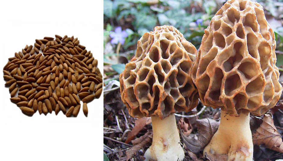 हिमाचल में चिल्गोजा और जंगली मशरूम का होगा “सरंक्षण”