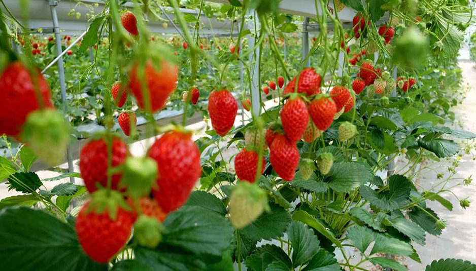 “स्ट्रॉबेरी की खेती”….