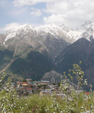 "किन्नौर" किन्नर कैलाश की विशेष महत्ता के साथ संस्कृति, धर्म-परम्परा, रीति-रिवाज व पर्यटन के लिए भी विख्यात
