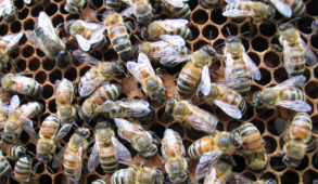 “मधु विकास” योजना राज्य में मधुमक्खी पालन को करेगी प्रोत्साहित