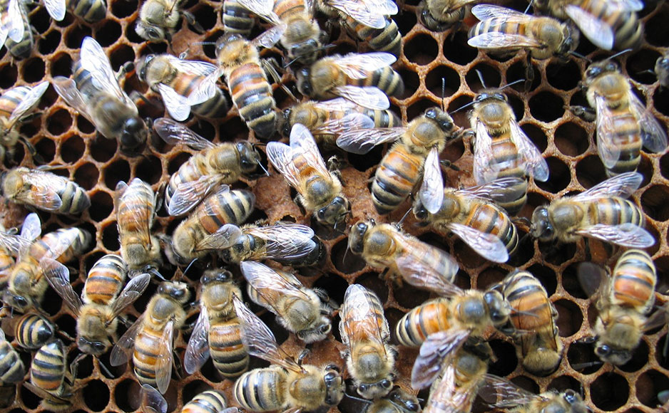 “मधु विकास” योजना राज्य में मधुमक्खी पालन को करेगी प्रोत्साहित