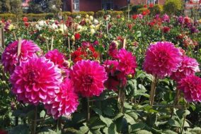 हिमाचल में डेहलिया फूल की खेती को मिलेगा बढ़ावा