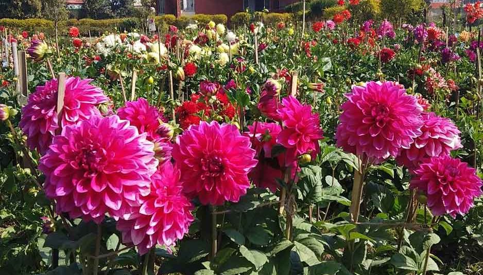 हिमाचल में डेहलिया फूल की खेती को मिलेगा बढ़ावा