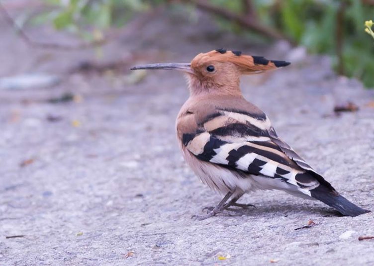 पक्षी गणना विषय पर एक दिवसीय कार्यशाला