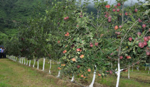 मई-जून के दौरान सेब की बीमारियों के निदान के लिए वैज्ञानिक सिफारिशें, सेब उगाने वाले क्षेत्रों के बागवानों को सतर्क रहने की जरूरत