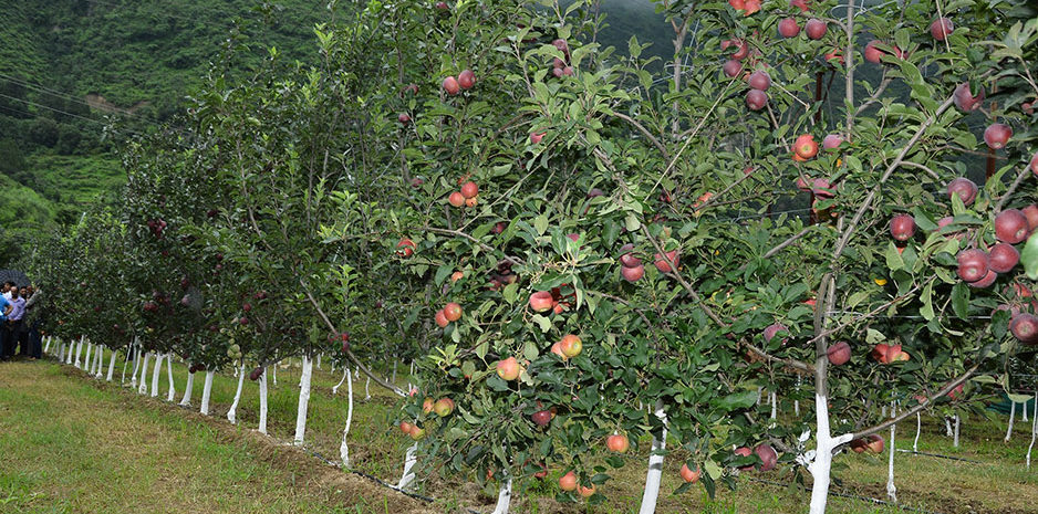 मई-जून के दौरान सेब की बीमारियों के निदान के लिए वैज्ञानिक सिफारिशें, सेब उगाने वाले क्षेत्रों के बागवानों को सतर्क रहने की जरूरत