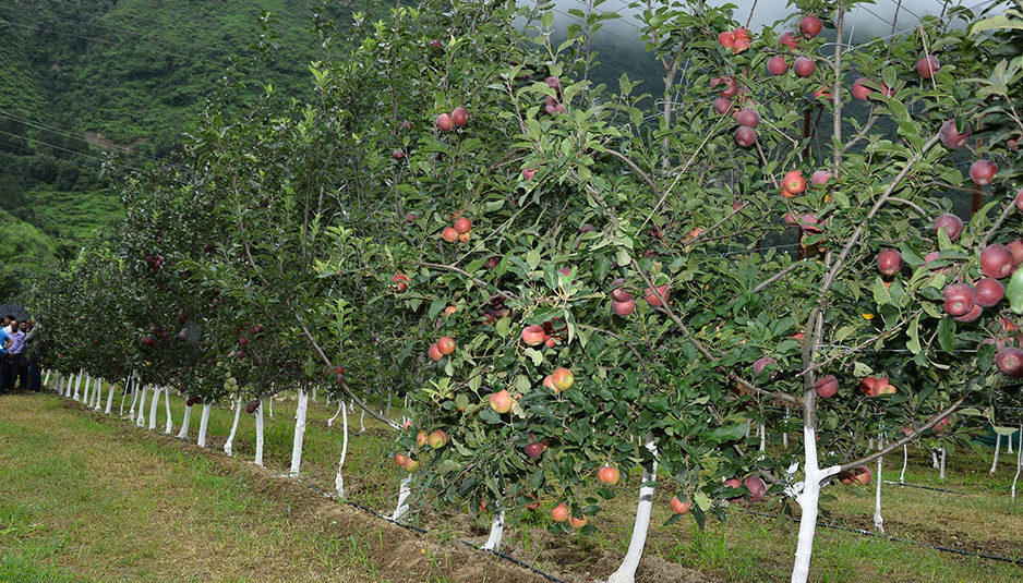 मई-जून के दौरान सेब की बीमारियों के निदान के लिए वैज्ञानिक सिफारिशें, सेब उगाने वाले क्षेत्रों के बागवानों को सतर्क रहने की जरूरत