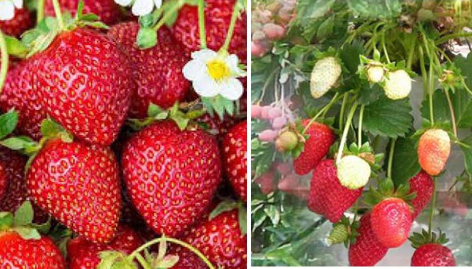 पर्वतीय क्षेत्रों में स्ट्राबैरी की रोपाई के लिए जुलाई-अगस्त माह उपयुक्त