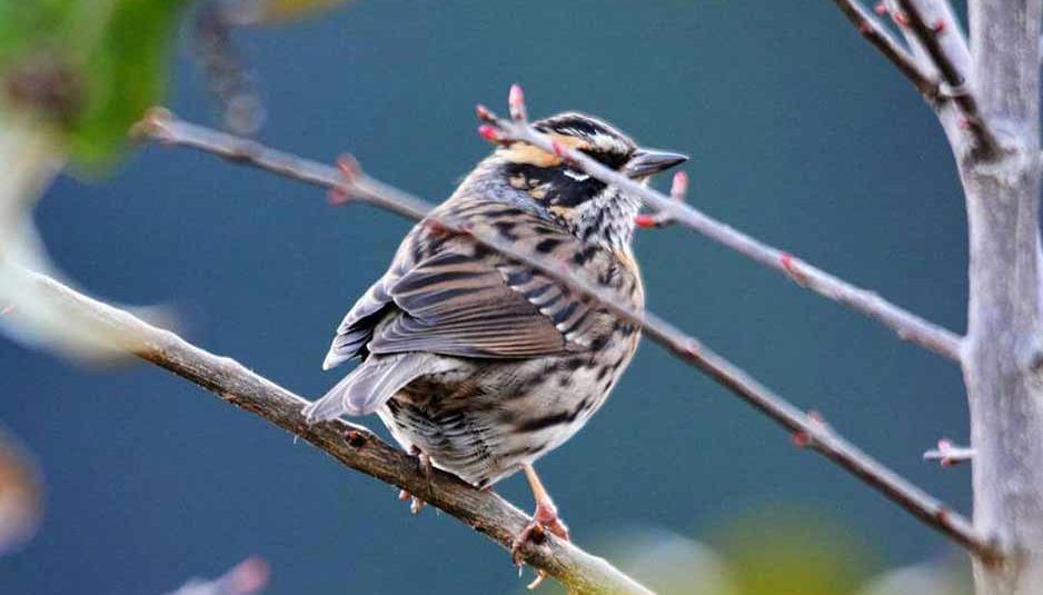 गौरैया बहुत ही नाजुक चिडिय़ा होती