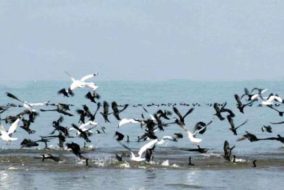 हिमाचल में प्रवासी और आवासी जल पक्षियों के आवास में हुई वृद्धि