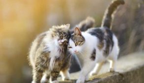 इंसानों से अब जानवरों में फैलने लगा कोविड-19 : दो बिल्लियां हुईं कोविड-19 से संक्रमित