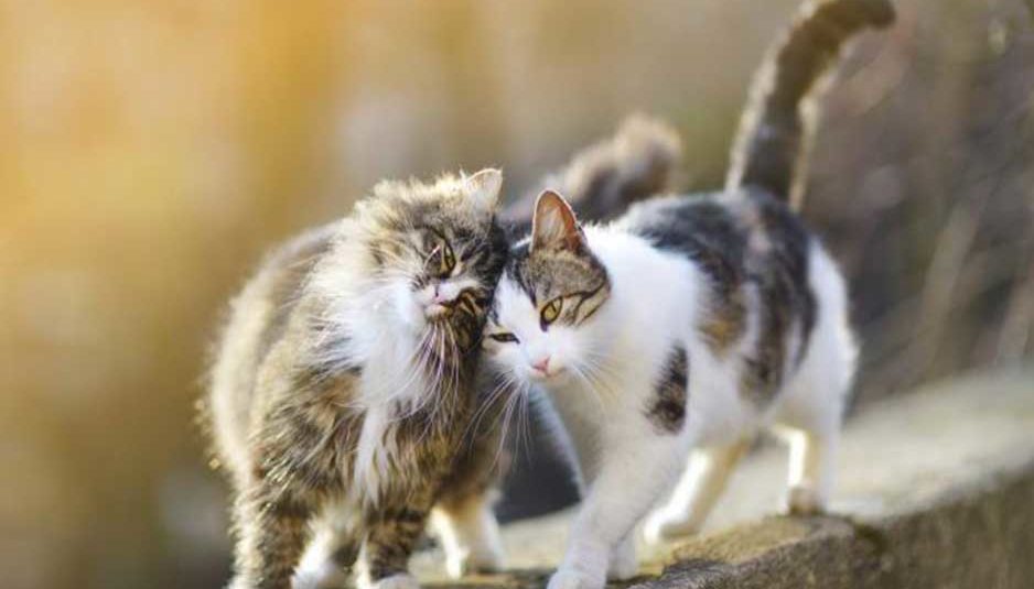इंसानों से अब जानवरों में फैलने लगा कोविड-19 : दो बिल्लियां हुईं कोविड-19 से संक्रमित