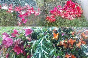 किसानों द्वारा पॉलीहाउस में लगाये गए लाखों रुपये के फूल सड़कों पर