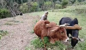 सब्जियों के उचित दाम न मिलने पर पारंपरिक फसलें उगाने लगे किसान