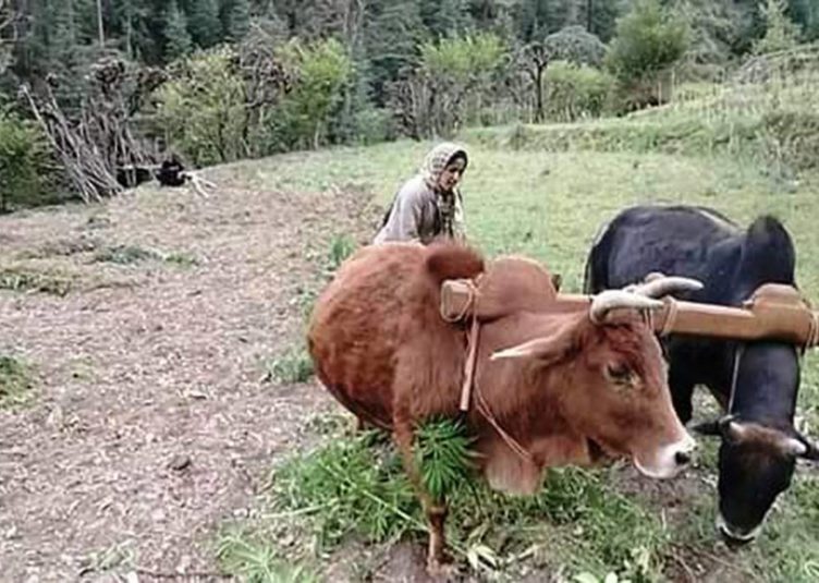 सब्जियों के उचित दाम न मिलने पर पारंपरिक फसलें उगाने लगे किसान